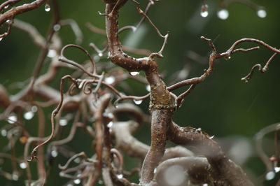 Close-up of dead plant