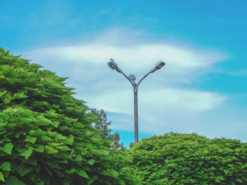 Low angle view of trees by street light against sky