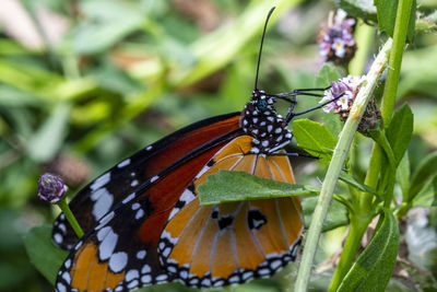 Butterfly pollinating flower