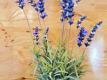 High angle view of flowering plants on hardwood floor