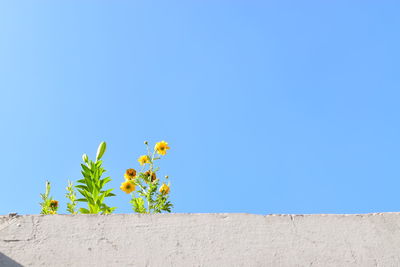 Low angle view of yellow flowers against clear blue sky