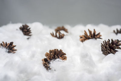 Close-up of pine cones in snow