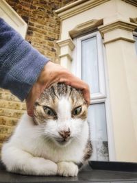 Close-up of cat with hand on window