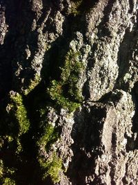 Low angle view of moss growing on tree trunk