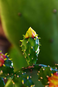 Close-up of succulent plant