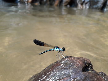 High angle view of insect on a lake