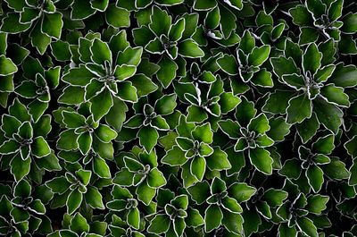 Full frame shot of green leaves