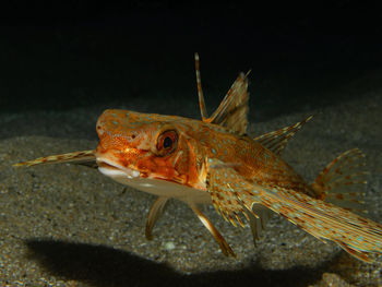 Close-up of fish swimming in sea