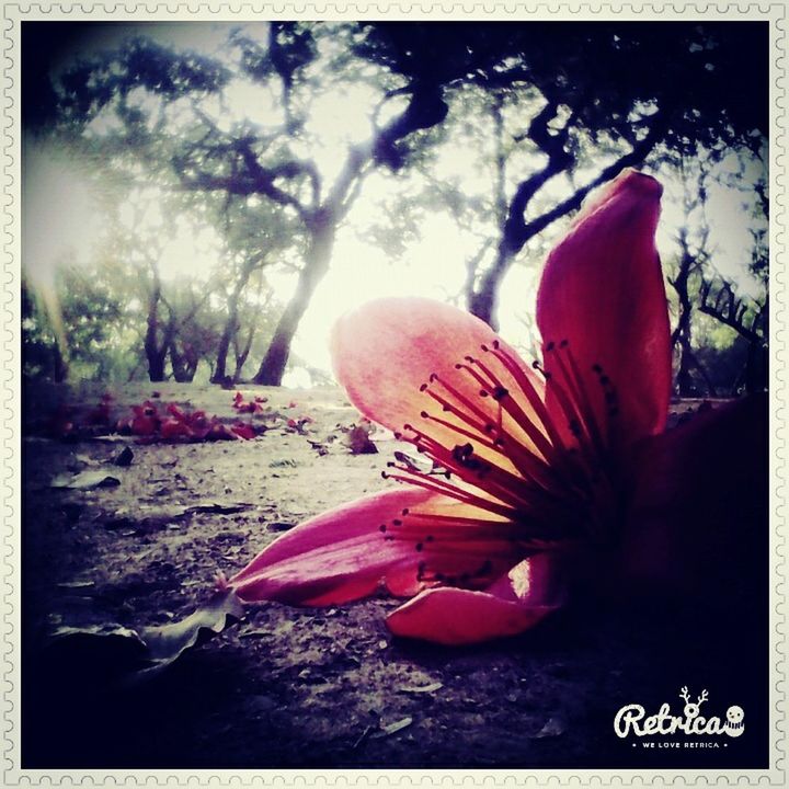 transfer print, auto post production filter, flower, nature, beauty in nature, red, close-up, rock - object, pink color, outdoors, no people, day, tree, plant, growth, sky, sunlight, tranquility, water, fragility