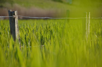 Plants growing on field