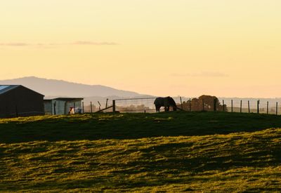 Horses grazing on field against sky at sunset