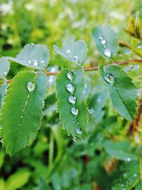 Close-up of wet plant