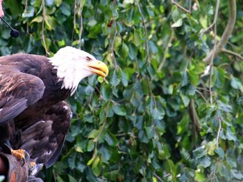 Bird perching on a tree