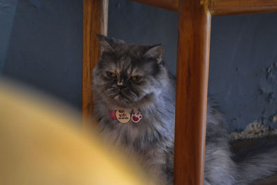 pet
