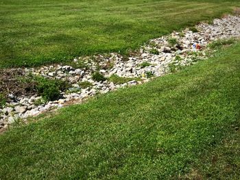 Scenic view of grassy field