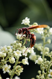 Close-up of insect on flower