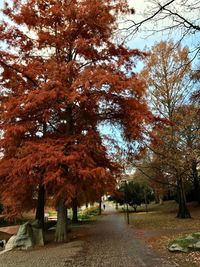 Trees in park