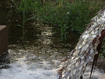 Close-up of water flowing in forest