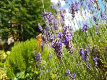 Close-up of lavender flowers blooming outdoors