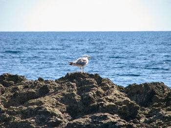 Photo of a seagull sitting on the rocks.