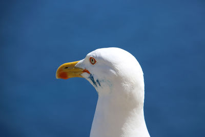 Close-up of swan against clear blue sky