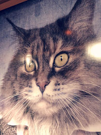 Close-up portrait of a cat