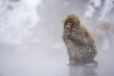 Monkey looking away in snow