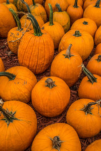 Full frame shot of pumpkins