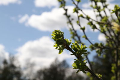 Low angle view of tree against sky