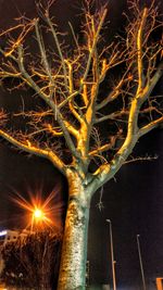 Low angle view of illuminated bare trees