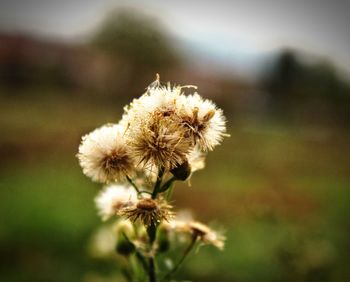 Close-up of dandelion flower on field