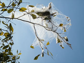 Low angle view of plant against clear blue sky