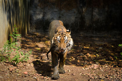 Sumatran tiger the most endangered species in the world.