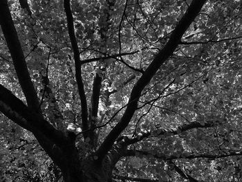 Low angle view of tree in forest against sky