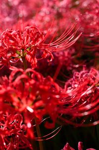 Close-up of red flowers blooming outdoors