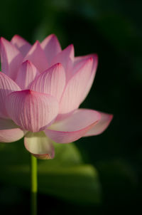 Close-up of pink flowers