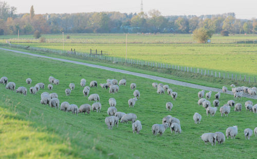 Sheep and lamb