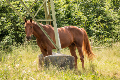 Horse standing in a garden
