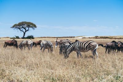 Zebras on landscape against sky