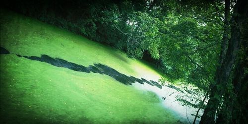 Reflection of trees in water