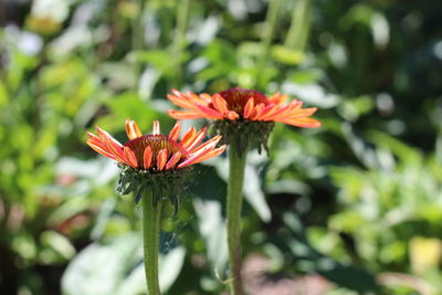 Close-up of red flowering plant