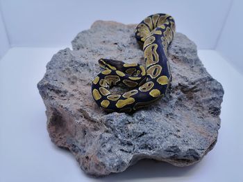 Close-up of butterfly on rock