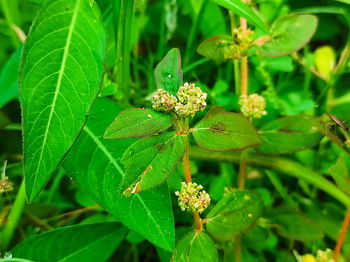 Close-up of insect on plant