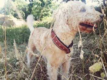 Dog in a field