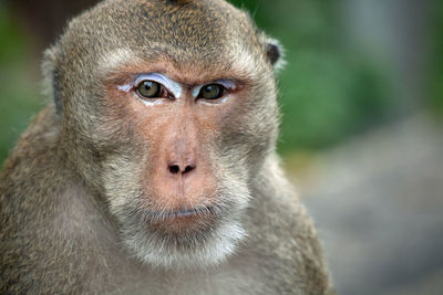 Close-up of monkey