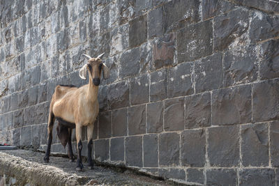 Horse standing against wall