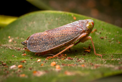 Close-up of insect on leaf