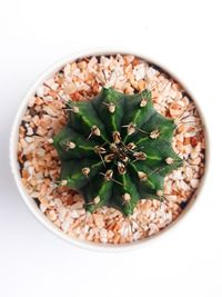 Directly above shot of potted plant against white background