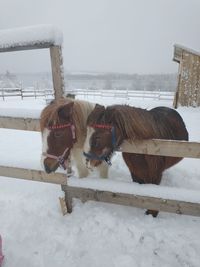 Horse cart on snow covered field