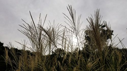 Low angle view of grass on field against sky